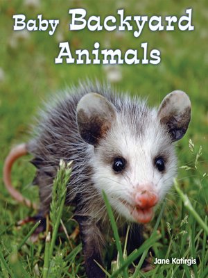 cover image of Baby Backyard Animals